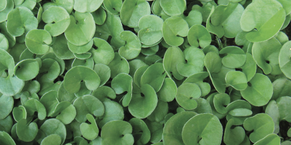 Dichondra Repens